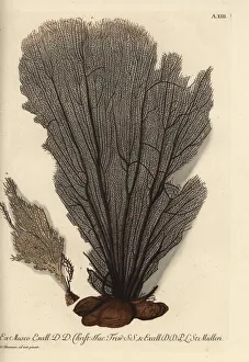 Seaweed without coral bark 1, and smaller Seaweed without coral bark 1, and smaller