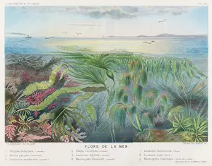 Seaweed Print - Various Seaweeds and Submarine Flora