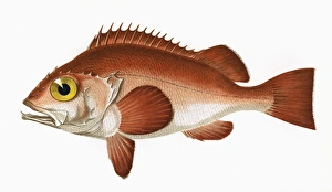 Sebastes norvegicus, or Rose Fish Sebastes norvegicus, or Rose Fish