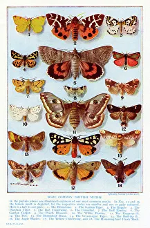 A selection of common British Moths