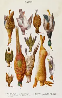 Woodland Game Birds Print