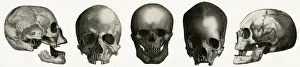 Anatomy Of Human Bones Prints: Selection of skulls