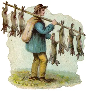 Wild Rabbit Street Trader Print