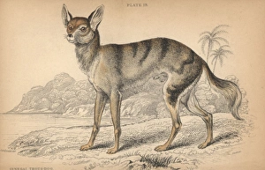 Senegalese jackal, Canis aureus anthus Senegalese jackal, Canis aureus anthus