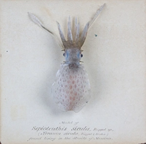 Sepioteuthis sicula.jpg Sepioteuthis sicula.jpg