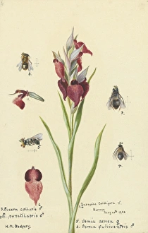 Serapias cordigera by Hilda Margaret Godfery Serapias cordigera by Hilda Margaret Godfery