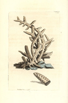 Seriated madrepore coral, Madrepora seriata Seriated madrepore coral, Madrepora seriata
