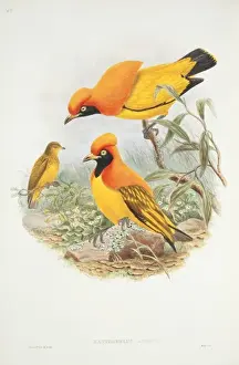 Prints of Plate 48 from John Goulds The Birds of New Guinea, Vol. 1 (1875-88). Hand coloured lithograph John Gould Prints: Sericulus aureus, Flame Bowerbird Print (1875-88)
