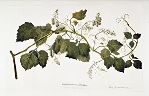 South American Flowering Plants Prints: Serjania cuspidata
