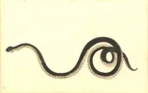 Australian Snakes Prints: Serpentes (suborder), snake