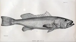 HMS Beagle Voyage Prints: Serranus olfax