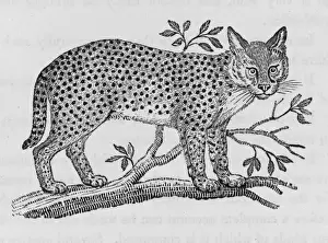 Wild Cat Images Prints: Serval (Bewick)