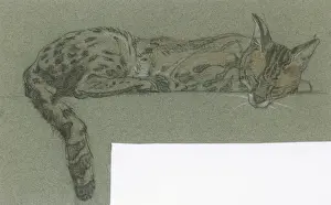 Raymond Sheppard Artwork Prints: Serval sleeping