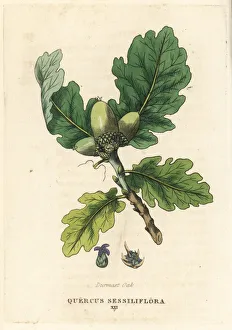 Sessile oak, Quercus petraea Sessile oak, Quercus petraea