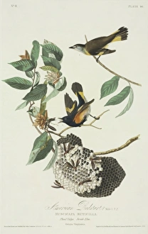 Setophaga ruticilla, American redstart Setophaga ruticilla, American redstart