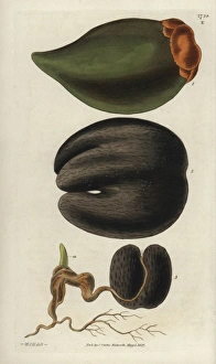 Seychelles Island cocoa-nut, ripe spadix with Seychelles Island cocoa-nut, ripe spadix with
