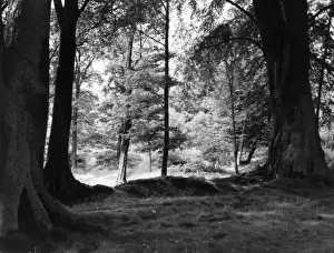 Cheshire Landscape Photography Prints: Shady Glade