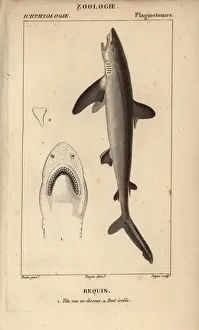 Stipple Engraving Techniques Used Prints: Shark, Selachimorpha