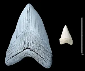 Prints of Tooth of an extinct shark (Carcharodon megalodon) on the right, compared with a tooth from a modern Great White shark, (Carcharodon carcharias) on the left Great White Shark Prints: Comparison of Megalodon and Great White Shark Teeth Print