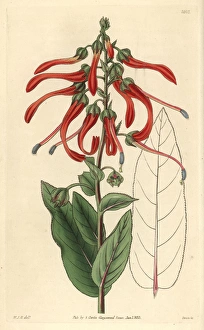 Sharp-pointed lobelia, Lobelia mucronata or Sharp-pointed lobelia, Lobelia mucronata or