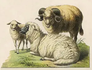 Vintage Farm Illustration Prints: Three Sheep 19C