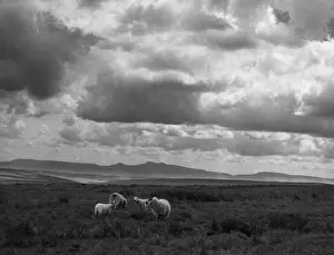 Brecon Beacons Landscape Prints: Sheep & Brecon Beacons