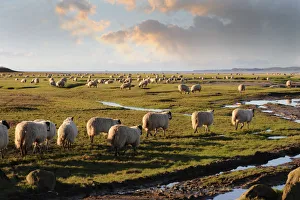 Sheep graze Flookborough saltings, Morecambe Bay Sheep graze Flookborough saltings, Morecambe Bay