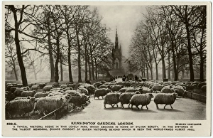 Sheep Grazing - Kensington Gardens, London - Albert Memorial Sheep Grazing - Kensington Gardens, London - Albert Memorial