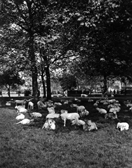 London Wildlife Photos Prints: Sheep in Hyde Park 1933