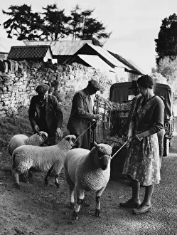 Framed Print : Sheep on Rope Leads Print