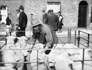 Sheep Marker Joe at Sandwich Market, Print