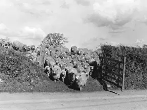 Vintage Farm Photography UK Prints: Sheep Push through Gate