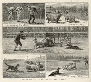 Sheepdog Trials Print: Driving the Flock