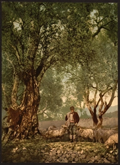Shephard with flock in olive grove, Mentone, Riveria Shephard with flock in olive grove, Mentone, Riveria