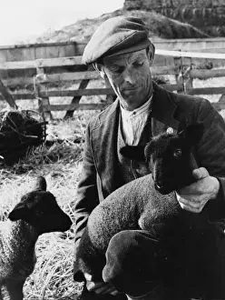 British Farming History Prints: Shepherd with Lambs