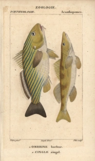 Shi drum, Umbrina cirrosa, and cingle, Zingel zingel Shi drum, Umbrina cirrosa, and cingle, Zingel zingel