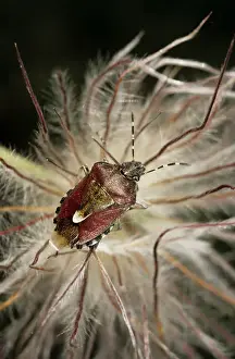 Shield Bug Prints: Shield Bug / Stink bug - in a dandelion