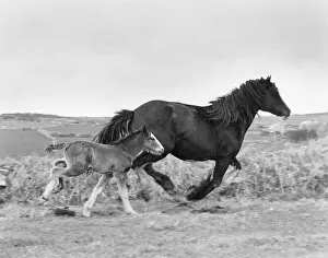 Shire Mare & Foal Print