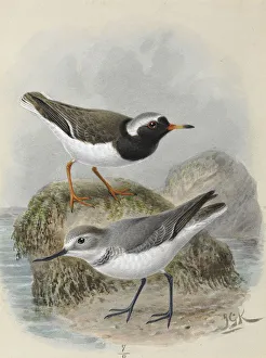 Shore Plover Tuturuatu, Wrybill Ngutu Pare Shore Plover Tuturuatu, Wrybill Ngutu Pare