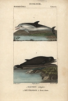 Short-beaked dolphin, Delphinus delphis Short-beaked dolphin, Delphinus delphis