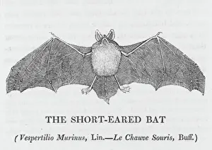 Prints of SHORT-EARED BAT vespertilio murinus can be distinguished from the long-eared bat by the fact that its ears are shorter. Also its twice the size Murinus Prints: Short-eared Bat (Bewick) Print