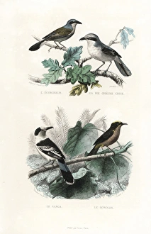 Shrikes, hook-billed vanga and gonolek Shrikes, hook-billed vanga and gonolek