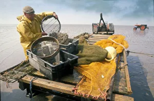 Shrimp fisherman, Flookborough, Morecambe Bay - 3 Shrimp fisherman, Flookborough, Morecambe Bay - 3