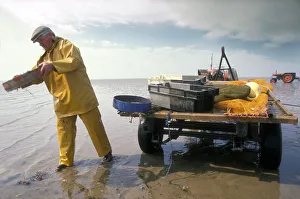 Shrimp fisherman, Flookborough, Morecambe Bay - 4 Shrimp fisherman, Flookborough, Morecambe Bay - 4