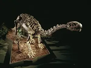 Prehistoric Reptile Prints: Shunosaurus