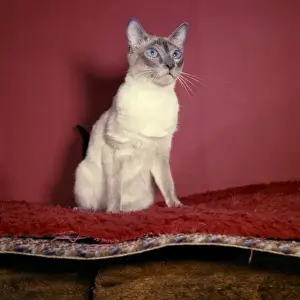 Siamese Cat Print with Red Background, 1950s