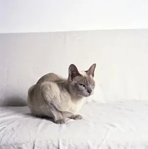 Vintage Animal Photography Prints: Siamese cat with white background