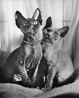 Retro Pet Pictures Prints: Two Siamese cats
