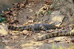 Asian Reptiles Prints: Siamese Crocodile