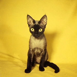 Siamese kitten with yellow background Siamese kitten with yellow background